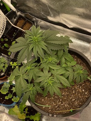 Yellowing tips!