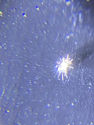 2 Potential Issues... Spider mites or just spiders?  Also, rare leaf twist... Please Help (pics)