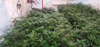 8 weeks vege now flower time DE hps