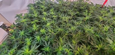 8 weeks vege now flower time DE hps