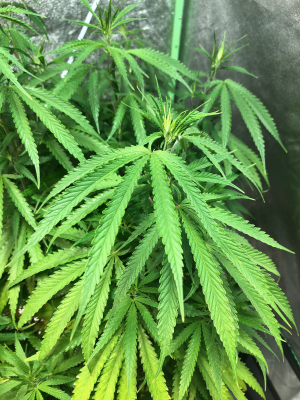 Taco leaves & leaves lightening in super soil