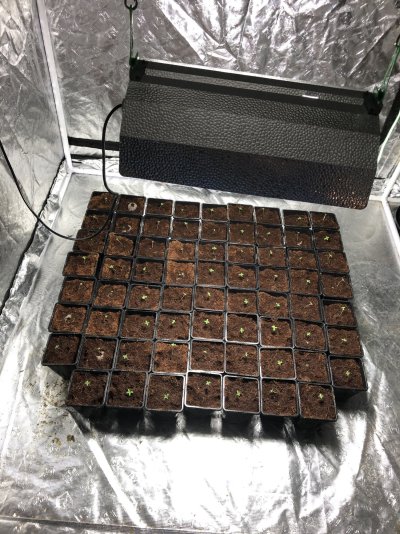 Wappa paradise seeds