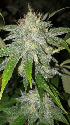 Bodhi Seeds Thread.