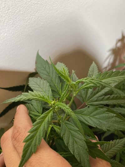 Need advice on adjusting lights for a indoor/outdoor grow.