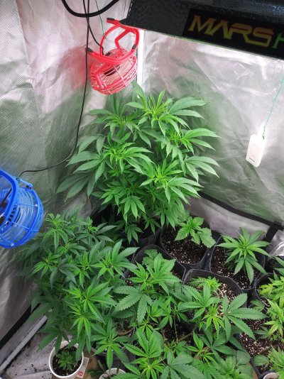Deficiency or overload