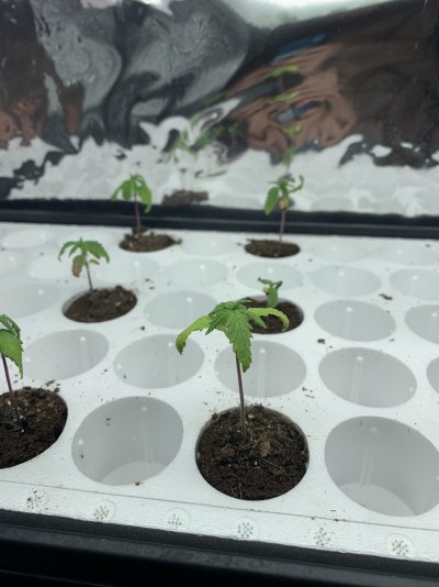 What’s wrong with my seedlings