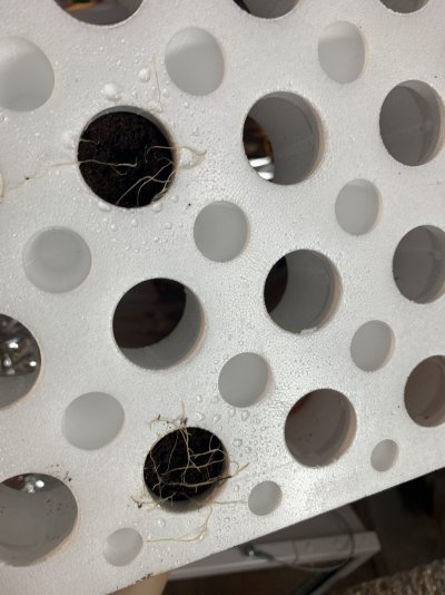 What’s wrong with my seedlings