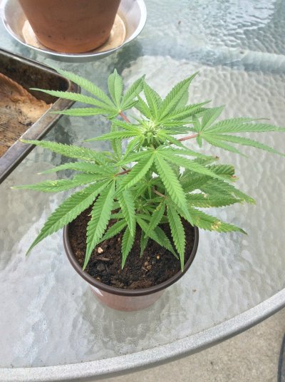 First time grower
