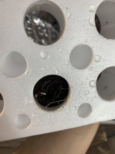 What’s wrong with my seedlings