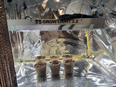 What’s wrong with my seedlings