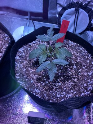 First Time [soil] Grower - Grow Journal