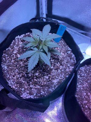 First Time [soil] Grower - Grow Journal