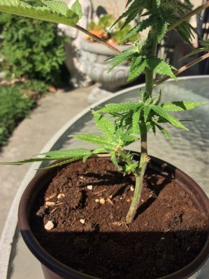 First time grower