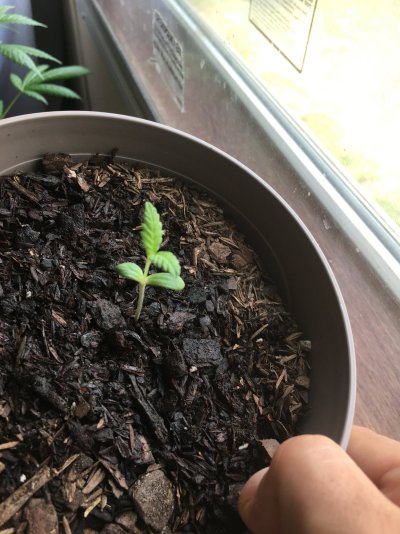 Bag seed