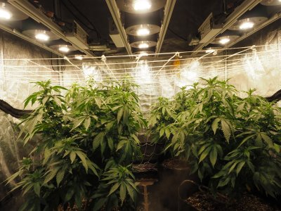Harambe, and  Kashyyk Cookies Fall grow