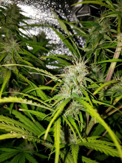 Advice please! Northern Lights Ready to Harvest?