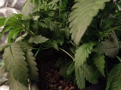 Welcome to Endor. Blue Cheese Autopot Tent Grow Journal (From Seed to Tree)