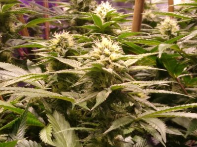 Beadles first proper grow...