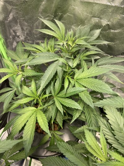 FIM ?? Suggestions?