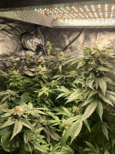 my-indoor-grow--started-with-4-now-have-2--under-a-600w-hydro-grow-led-with-carbon-filter-and...jpeg