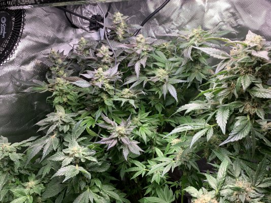 my-indoor-grow--started-with-4-now-have-2--under-a-600w-hydro-grow-led-with-carbon-filter-and...jpeg