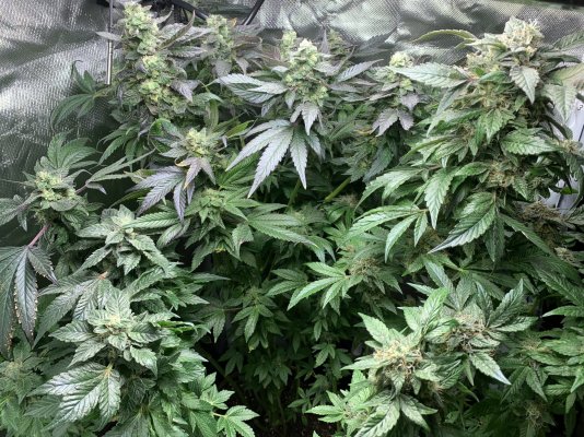 my-indoor-grow--started-with-4-now-have-2--under-a-600w-hydro-grow-led-with-carbon-filter-and...jpeg