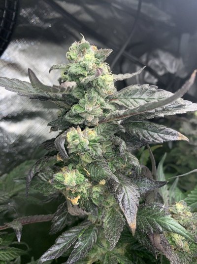 My indoor grow , started with 4 now have 2 , under a 600w hydro grow led with carbon filter and great air circulation