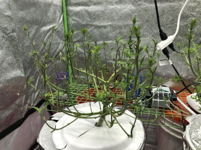 Growing again after a few years