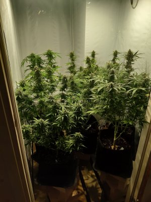 Closet grow 2020