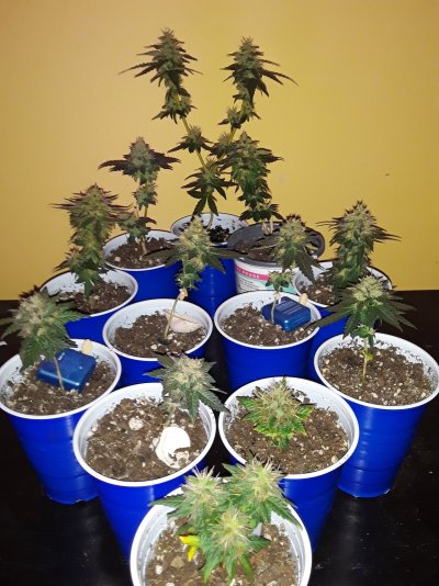 micro-grow-2.jpg