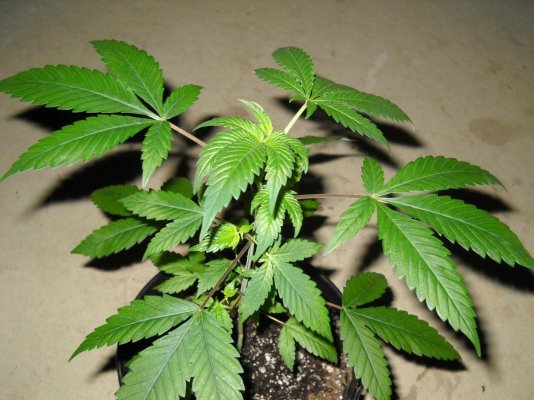skunkmasterflex's mad jungle of strains grow diary