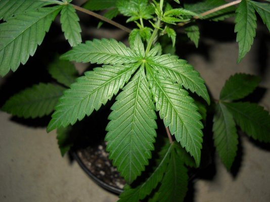 skunkmasterflex's mad jungle of strains grow diary