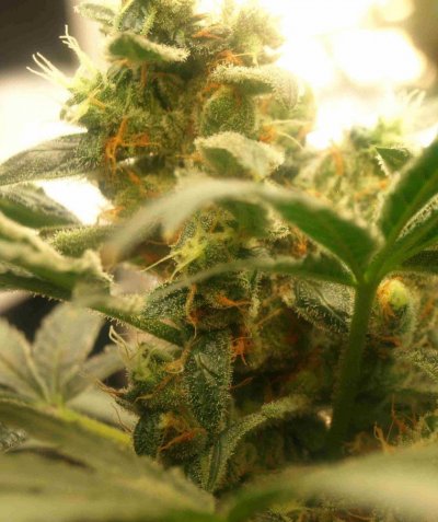day50_bud02.jpg