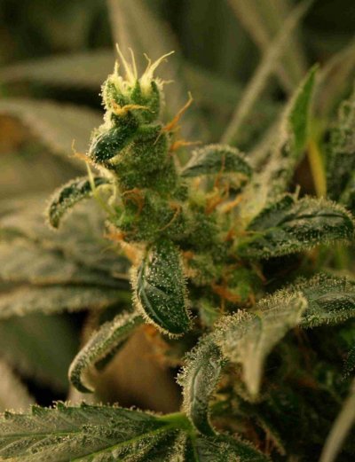 day50_bud03.jpg