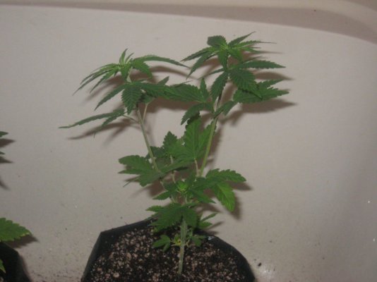 g13h1 day61 c.JPG