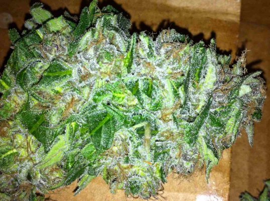 church and ams just trimmed shots