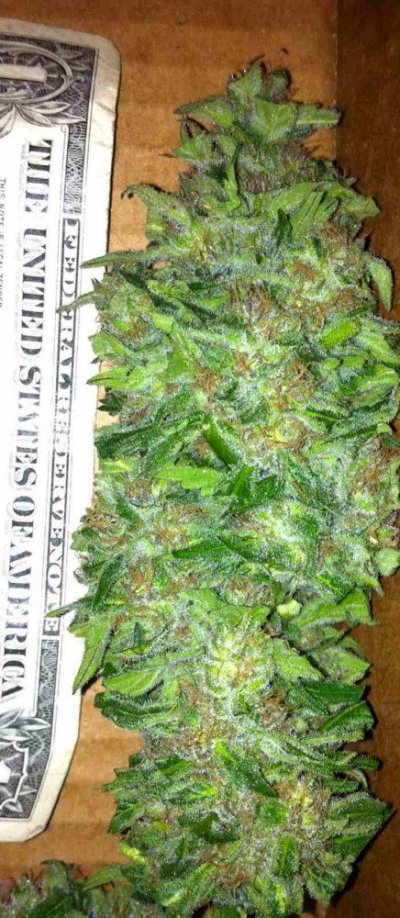 church and ams just trimmed shots