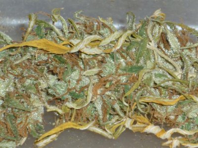 Vapor's Sweet Skunk closer (Large).jpg