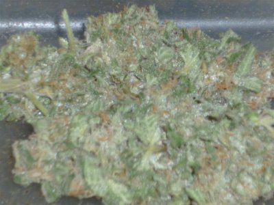 Yellow Afghani closer (Large).jpg