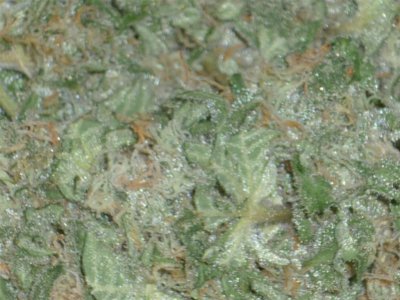 Yellow Afghani closest (Large).jpg