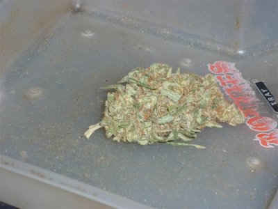 Bluestick (Large).jpg