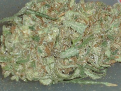 Bluestick closer (Large).jpg