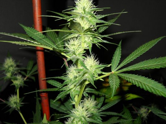skunkmasterflex's mad jungle of strains grow diary