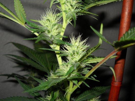 skunkmasterflex's mad jungle of strains grow diary