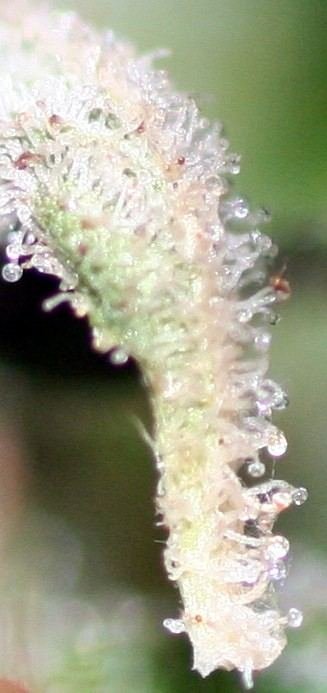 9lightOGchopday66flowerA.jpg