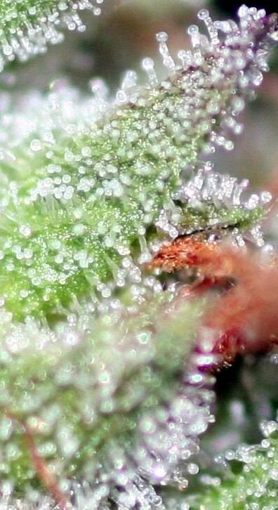 9lightOGchopday66flowerB.jpg