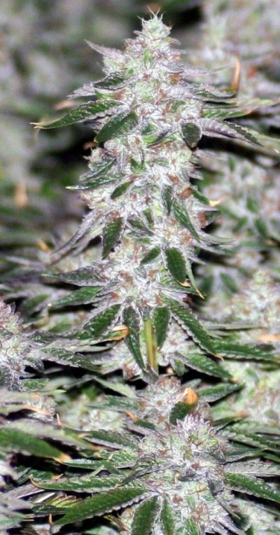 9lightOGchopday66flowerD.jpg