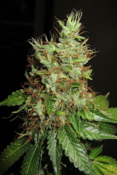 Personal Medical Grow in Coco. [Chem D, Grape Romulan, Grapefurit Haze, Casey Jones]