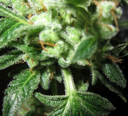 Personal Medical Grow in Coco. [Chem D, Grape Romulan, Grapefurit Haze, Casey Jones]