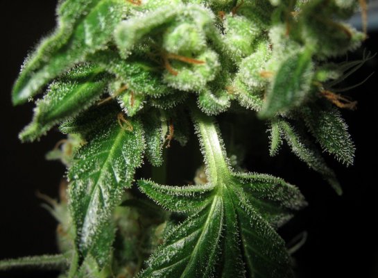 Personal Medical Grow in Coco. [Chem D, Grape Romulan, Grapefurit Haze, Casey Jones]